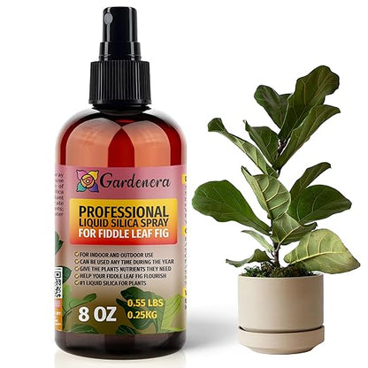 𝐒𝐔𝐏𝐄𝐑𝐈𝐎𝐑 Liquid Silica Boost Fertilizer and Supplement Spray for Fiddle Leaf FIG Plants – Pre-Mixed, Ready-to-Use Liquid Silicon Plant Superfood Mist for Indoor & Outdoor Plants – 8oz