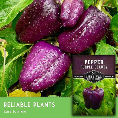 Purple Beauty Bell Pepper Seeds for Planting | Heirloom Sweet Purple Bell Peppers for Home Gardens – Non-GMO Open-Pollinated – Survival Garden Seeds (5 Packs)