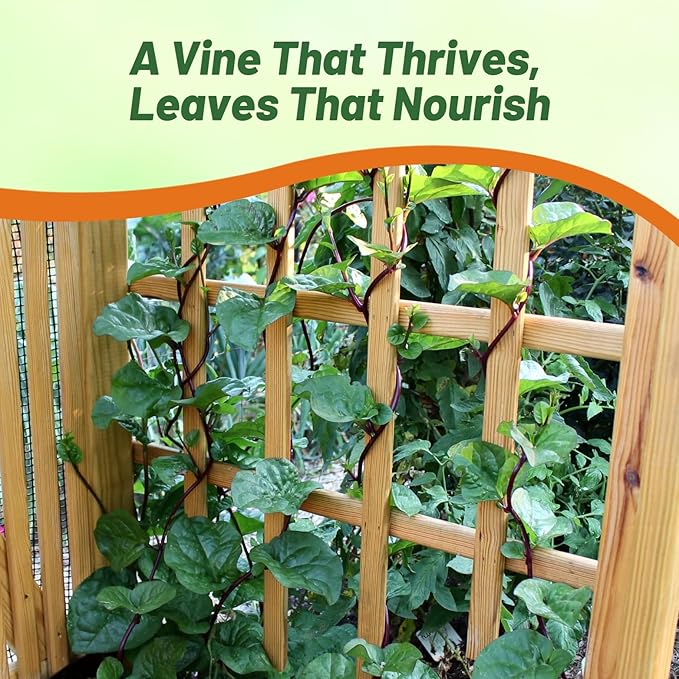 Outsidepride Basella Rubra Malabar Spinach Seeds - 200 Pcs. Perennial, Humid & Heat-Tolerant, Nutrient-Rich Herb Seeds for Planting Edible Vegetables, Ideal for Cooking & Edible Landscaping
