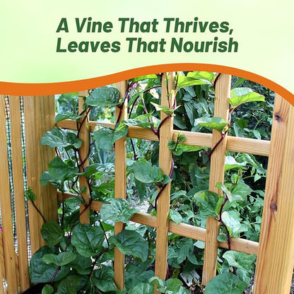 Outsidepride Basella Rubra Malabar Spinach Seeds - 200 Pcs. Perennial, Humid & Heat-Tolerant, Nutrient-Rich Herb Seeds for Planting Edible Vegetables, Ideal for Cooking & Edible Landscaping