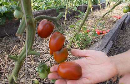Seeds Vegetable Black De Barao Tomato - 40 Seeds