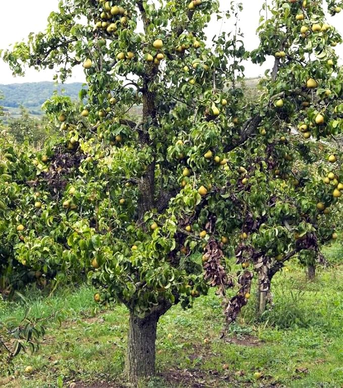 TomorrowSeeds - Bartlett Pear Tree Seeds - 60+ Count - for 2026 Planting Williams Common Domestic European Pears Flowering Edible Perennial Fruit Trees Perennial Grow Your Own Home Farm Patio Healthy