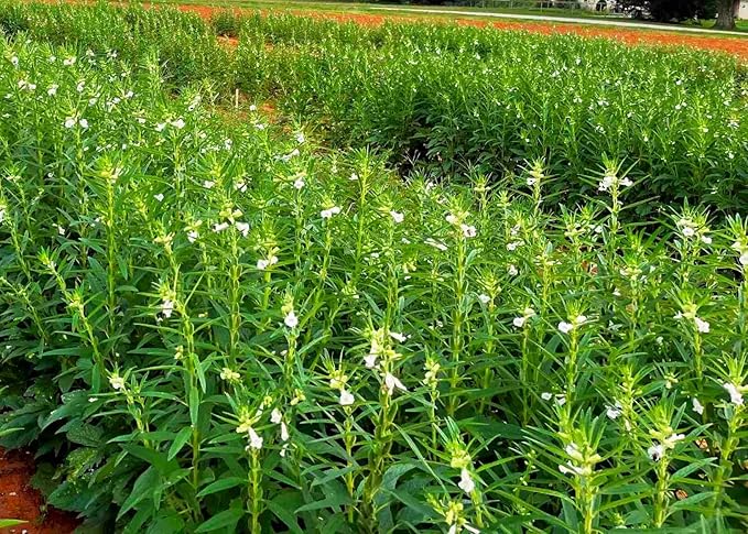 TomorrowSeeds - White Sesame Seeds - 1500+ Count - for 2026 Planting Benne Gingelly Til Simsim Ellu Shirogoma Zhi Ma Cover Crop Growing USA Asian Chinese Garden Grow Your Own Home Farm Patio Healthy