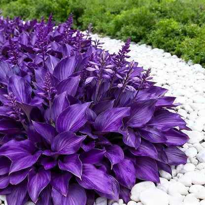 200+ Hosta Seeds for Planting, Perennial Hosta Seed, Attract Pollinators, Non-GMO Beautiful Hosta Seeds for Bonsai Decoration, Home Garden