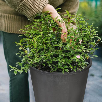 Planter Nursery Pots 3.1 Gallon Pots for Plants, Injection Molded Plastic Nursery Pots, Plant Container 3.1 Gal 10-Pack