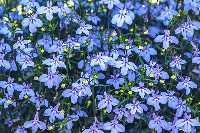 Seeds Blue Lobelia Cascade 1000+ Seeds to Grow Compact Plant Groundcover