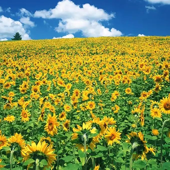Mix Sunflower Seeds for Planting, 500+pcs Rare Perennial Sunflower Flowers Seeds to Plant, Non-GMO Heirloom Colored Beauty Flowers Plants Attracts Pollinators for Home Garden Outdoors