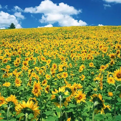 Mix Sunflower Seeds for Planting, 500+pcs Rare Perennial Sunflower Flowers Seeds to Plant, Non-GMO Heirloom Colored Beauty Flowers Plants Attracts Pollinators for Home Garden Outdoors