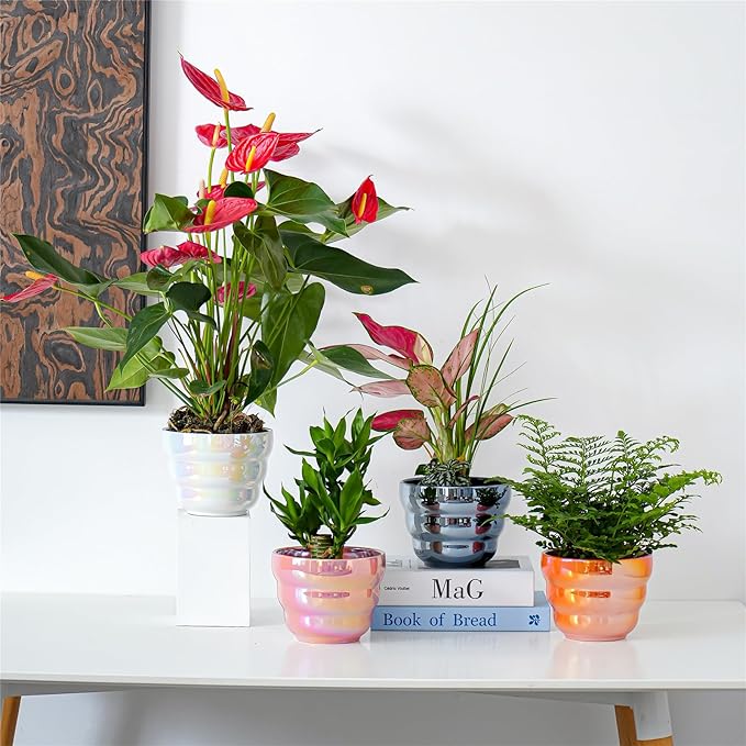 Pots for Indoor Plants, Rainbow Pearl Glaze Planters Set of 2 with Drainage Hole, 6 Inch Round Modern Pots for Flower Snakes Succulents, White and Pink