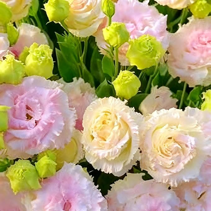 300+ Lisianthus Flower Seeds for Planting, Mixed Color Annual Lisianthus Seeds, Non-GMO Thornless Lisianthus Flowers Seed for Home Garden Outdoor