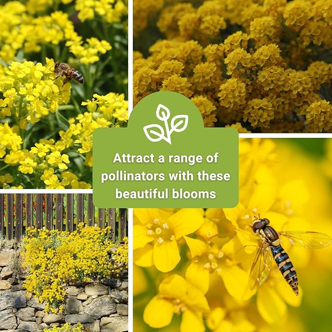 Sow Right Seeds - Sweet Alyssum Basket of Gold Flower Seeds for Planting - Perennial Garden Flowers - Easy to Grow Fragrant Blooms - Ideal for Borders and Containers - Attract Pollinators (3)