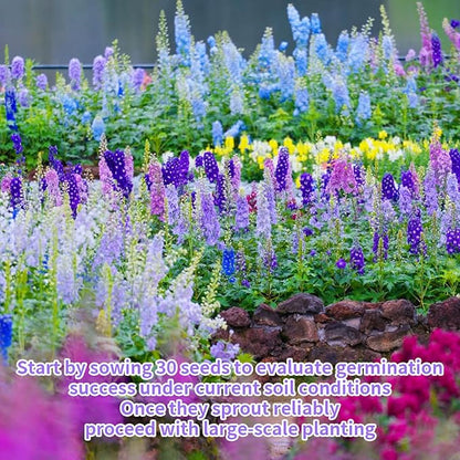 16000+ Delphinium Seeds Perennial - 2 Pack Mixed Color Larkspur Seeds for Planting Outdoors, Delphinium Plants Live, 2026 Flower Seed to Plant Outside, Non-GMO, Garden Wildflower