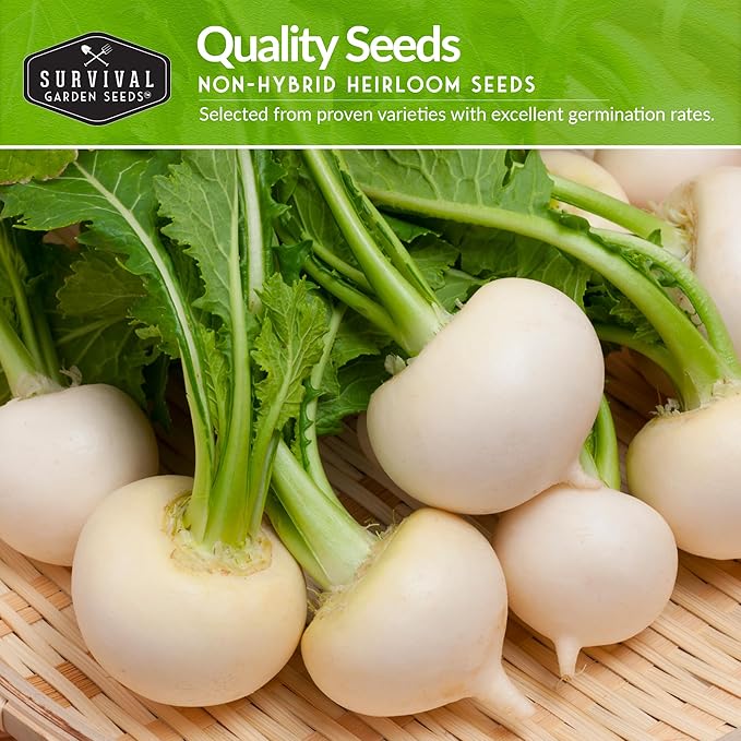 Turnip & Rutabaga Seeds Collection – 3 Varieties for Fall & Spring Planting | Purple Top Turnip, Snowball White Turnip, American Purple Top Rutabaga | Survival Garden Seeds