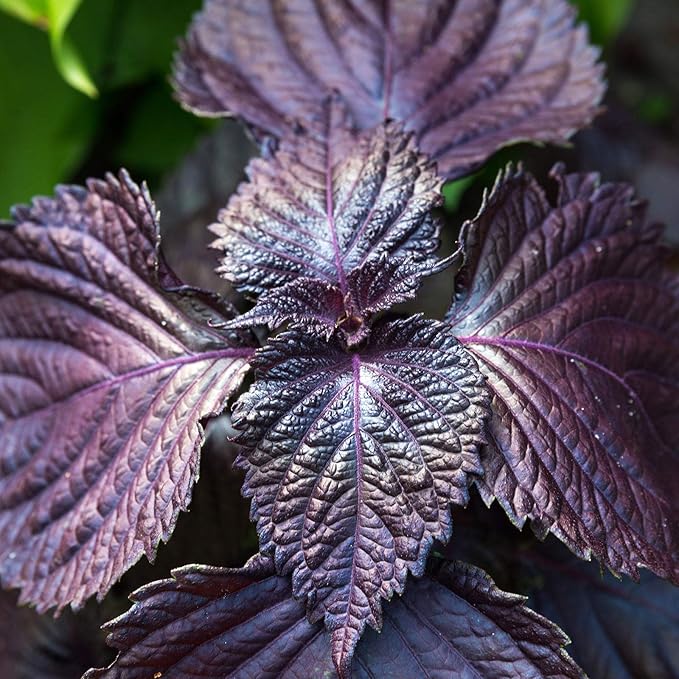 Shiso Seeds - Purple - 1 Lb Bulk - Non-GMO Herb Garden & Microgreens/Micro Herbs - AKA: Perilla, Beefsteak Plant