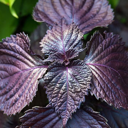 Shiso Seeds - Purple - 1 Lb Bulk - Non-GMO Herb Garden & Microgreens/Micro Herbs - AKA: Perilla, Beefsteak Plant