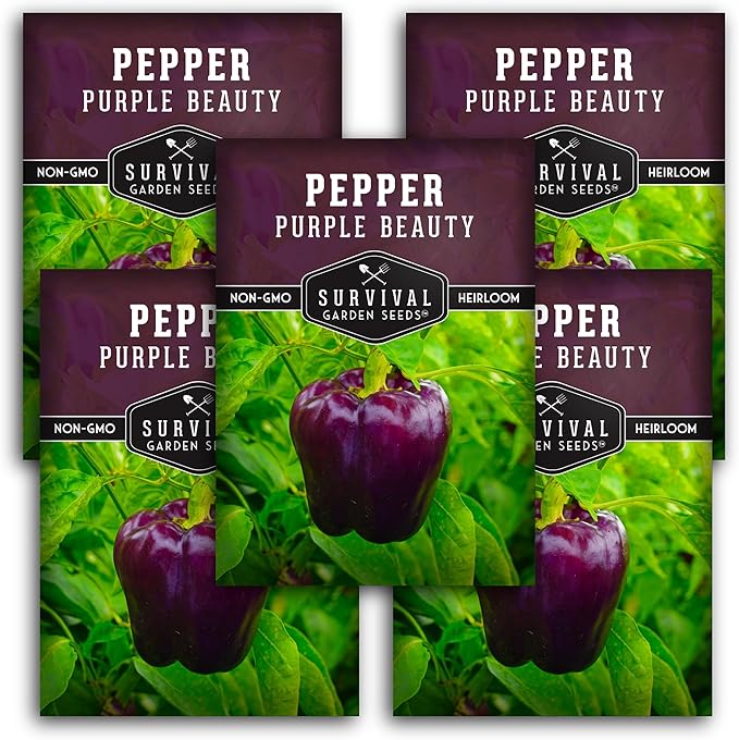 Purple Beauty Bell Pepper Seeds for Planting | Heirloom Sweet Purple Bell Peppers for Home Gardens – Non-GMO Open-Pollinated – Survival Garden Seeds (5 Packs)