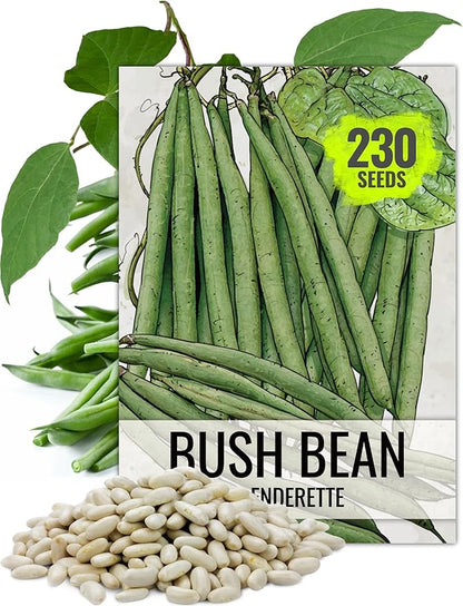 Seed Needs Bush Bean Seeds for Planting Slenderette Beans | 2 Ounce Non-GMO Heirloom & Untreated | Vegetable Seed to Grow an Outdoor Home Grown Veggie Garden | Bulk