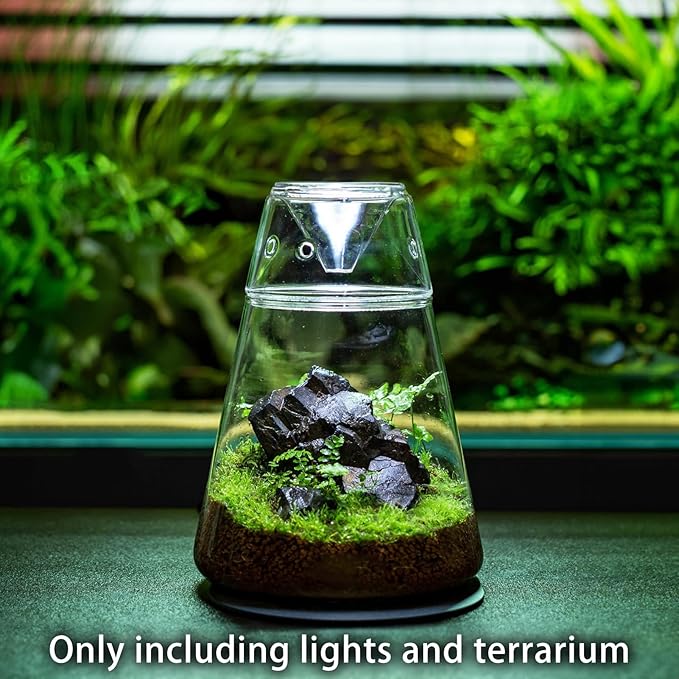 Glass Plant Terrarium with Lid 6.3"X7.9" Inches Succulent Air Planter Fern Moss Micro-Landscape Vase for Home Office Tabletop Decoration Container Indoor Wardian Copyright Patent（with Light）