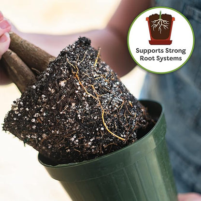 Perfect Plants Money Tree Potting Soil 2qt | Organic Coco Coir Based Plant Mix for Indoor Trees | Quickly Grow Your Indoor Forest (2qts.)
