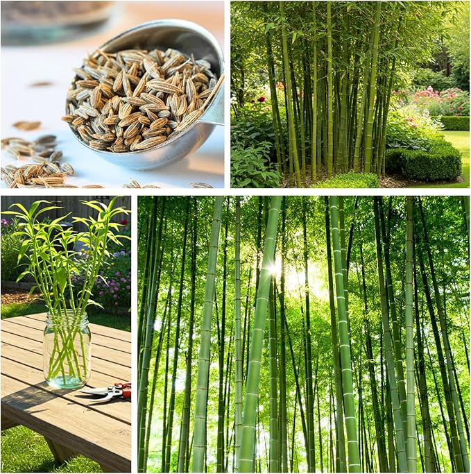 420 Giant Bamboo Seeds for Planting - Fast Growing Bamboo Ideal Privacy Screen, Windbreak, Garden Accent or Landscaping – Easy Planting - Striking Dark Stems