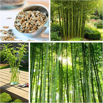 420 Giant Bamboo Seeds for Planting - Fast Growing Bamboo Ideal Privacy Screen, Windbreak, Garden Accent or Landscaping – Easy Planting - Striking Dark Stems