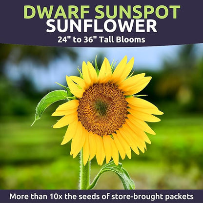 Dwarf Sunspot Sunflower - Large 1 Ounce Packet - 500 Flower Seeds for Planting - Helianthus annuus