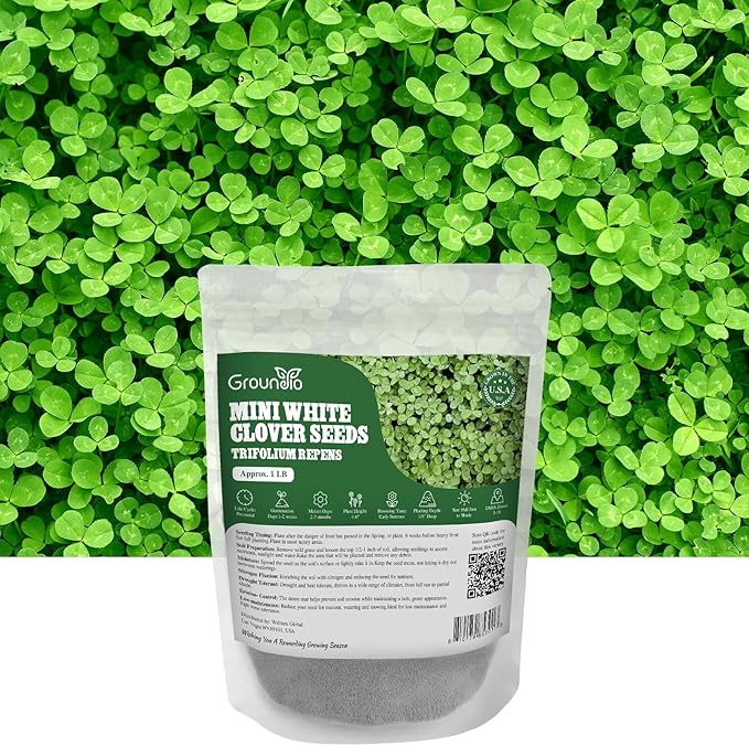 Mini White Clover Seeds 1LB, 4-6 inch Tall Perennial Dwarf Dutch Clover Trifolium Repens, Low-Maintenance, Ground Cover Small Green Leaf, Nitro Coated and Inoculated, USDA Zones 3-10
