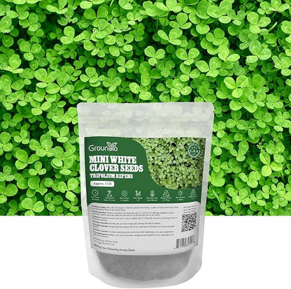 Mini White Clover Seeds 1LB, 4-6 inch Tall Perennial Dwarf Dutch Clover Trifolium Repens, Low-Maintenance, Ground Cover Small Green Leaf, Nitro Coated and Inoculated, USDA Zones 3-10