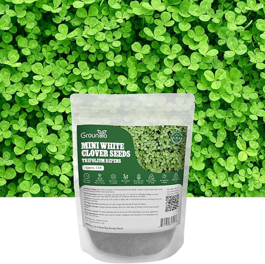 Mini White Clover Seeds 1LB, 4-6 inch Tall Perennial Dwarf Dutch Clover Trifolium Repens, Low-Maintenance, Ground Cover Small Green Leaf, Nitro Coated and Inoculated, USDA Zones 3-10