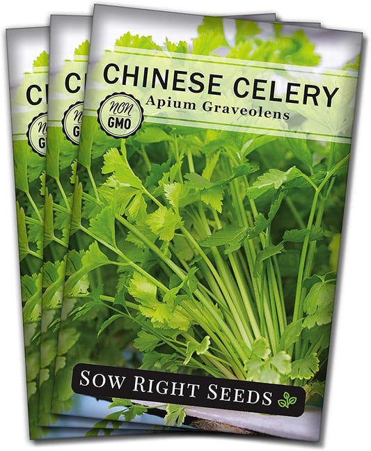 Sow Right Seeds - Chinese Celery Seeds for Planting - Non-GMO Heirloom Packet with Instructions to Plant and Grow a Home Vegetable Garden - Culinary and Compact Herb, Abundant Stalks (3)