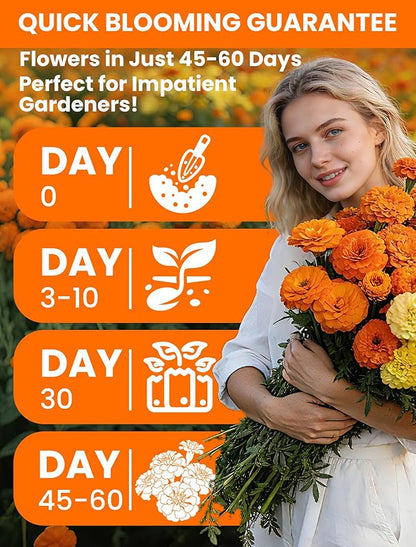Tri-Color Marigold Seeds for Planting | 15,000+ Heirloom French Marigold Flower Seeds | Non-GMO, High Germination, USA Grown for Outdoor Gardens & Borders