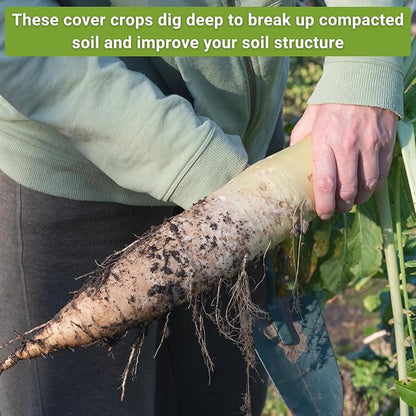 Sow Right Seeds - Cover Crop Collection for Planting - Annual Buckwheat, Hairy Vetch and Radish Daikon Driller Seed - Suppresses Weeds, Improves Soil - Non-GMO Heirloom Packet to Grow - Great Gift