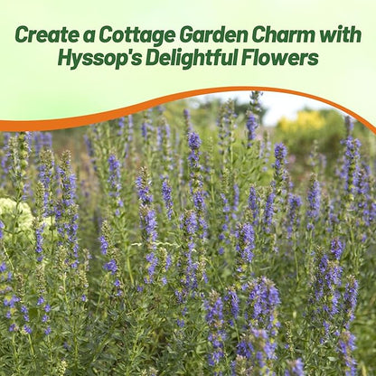 Outsidepride Blue Hyssop Seeds for Planting - 1000 Pcs Perennial Herb Garden Seeds with Fragrant Blooms Attractive to Pollinators, for Small Gardens, Containers, & Xeriscaping