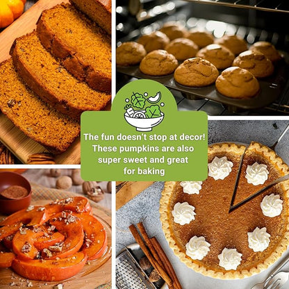 Sow Right Seeds - Decorative Pumpkin Seed Collection for Planting - Jarrahdale, Galeux d’Eysines, and Winter Luxury Pumpkins - Non-GMO Heirloom Packets with Instructions to Plant and Grow