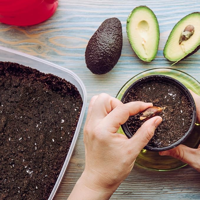 Organic Avocado Tree Potting Soil Mix 4qt, Enhance Growth and Transplant Success for Avocado Plants