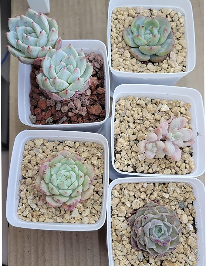 3lb Maifanitum Stones for Succulent Cactus Bonsai Decorative Rocks-Indoor Plants Soil Covers,Horticultural Gravel, Potting Pebbles for Terrarium, Fairy Gardening, Top Dressing