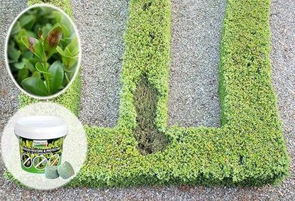 TOPBUXUS Boxwood Restore & Protect Mix - 10 tabs for 1,000 sq. ft.