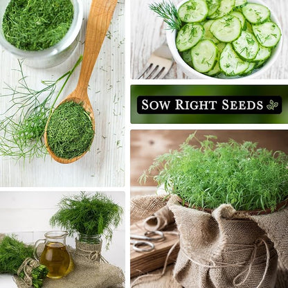 Sow Right Seeds - Compact Dill Seeds for Planting - Non-GMO Heirloom Packet with Instructions to Grow an Outdoor or Indoor Herb Garden - Great for Pickling - The Perfect Patio & Container Size (2)