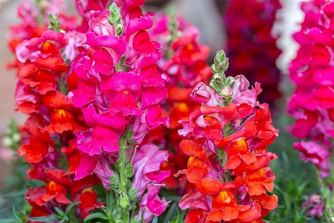 Seeds Multicolor Dwarf Snapdragon Seed Mix 1000+ Seeds to Grow Compact Snapdragon Assorted Colors