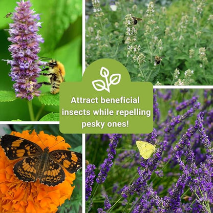 Sow Right Seeds - Insect & Pest Repellent Seed Collection for Planting - Lavender, Catnip, Marigold, Hyssop & Lemon Grass - 5 Packets with Instructions for Home Garden - Natural Pest Solution