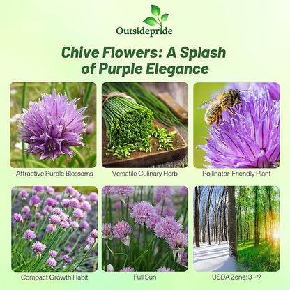 Outsidepride 1/4 lb.. Perennial Chives Herb Garden Seeds for Microgreens, Sprouts, & Cooking