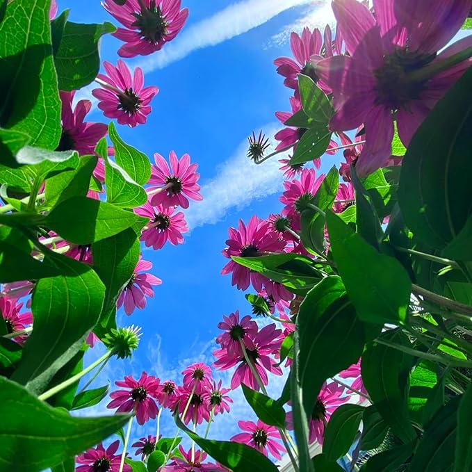Echinacea Coneflower Seeds for Planting, 200+pcs Rare PerennialEchinacea Flower Seeds Plants, Non-GMO Heirloom Landscape Hardy Garden Colored Flowers for Outdoors