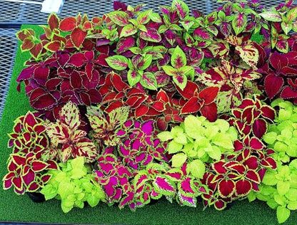 Seeds Coleus Exotic Mix/Perennial Flowers