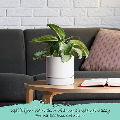 Phoenix Vine 6 Inch Planter Pot with Drainage Hole & Saucer, Deep Water Catch Tray, Straight Cylindrical Round Pot for Plants, Matte White, Pack of 1, 23-B-S-1