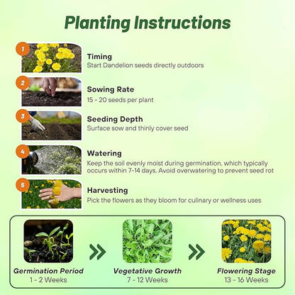 Outsidepride Dandelion Seeds for Planting - 5,000 Seeds Perennial, Easy to Grow & Drought Tolerant, Taraxacum Officinale Herb Seeds with Yellow Blooms for Edible Landscaping & Wildlife Attraction