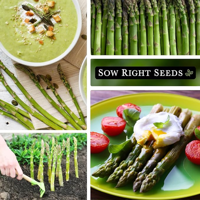 Sow Right Seeds - Mary Washington Asparagus Seed for Planting - Non-GMO Heirloom Packet with Instructions to Plant an Outdoor Home Vegetable Garden - Classic Perennial Stalks with Hearty Flavor (3)