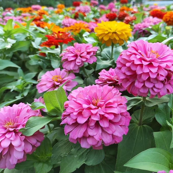 Zinnia Seeds, California Giants Mix, 2,0000+ Bulk Garden Flower Seeds for Planting Outdoors, Mixed Colors and Large Blooms, Attracts Pollinators, Easy to Grow