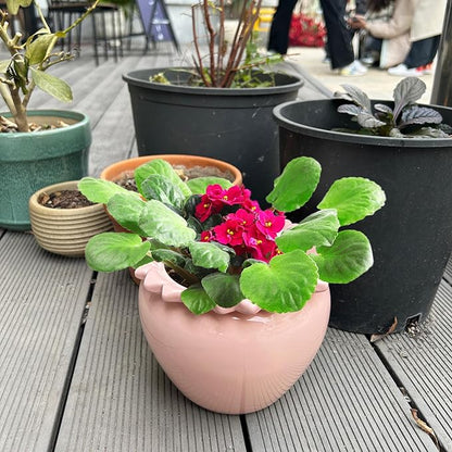 Self Watering Plant Pot 6 Inch African Violet Pots Ceramic Self-Watering Planter for Indoor Plants for Indoor Plants for Plant Enthusiasts Pink High Absorption Herbaceous Flower Pots