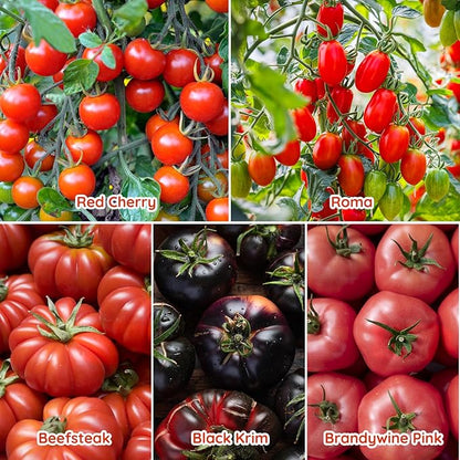 10 Heirloom Tomato Seed Varieties Packet - Non-GMO, Open Pollinated Seeds for Planting Home Garden - Beefsteak, Roma, San Marzano, Cherokee Purple, Cherry Tomato & More