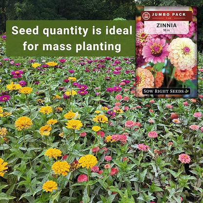 Sow Right Seeds - Bulk Mixed Zinnia Seeds for Planting - 1 Ounce, 4300 Seeds - Non-GMO Heirloom Jumbo Pack to Grow in Your Flower Garden - Abundant Amount of Beautiful Cut and Come Again Flowers